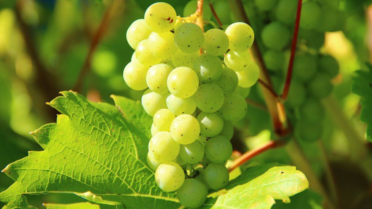 Instituto Hispánico de Murcia - Las uvas de Nochevieja: el origen de la tradición