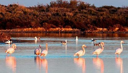 Instituto Hispánico de Murcia - Parque natural de las Salinas de San Pedro