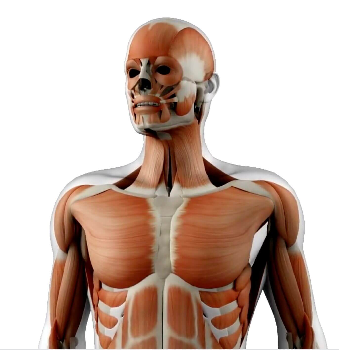 Instituto Hispánico de Murcia - Espagnol + BTS en Anatomie Pathologique et Cytodiagnostic